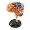 Learning Resources Brain Anatomy Model, 31 Pieces 3335 - alternate 4